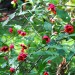 Strawberry Bush